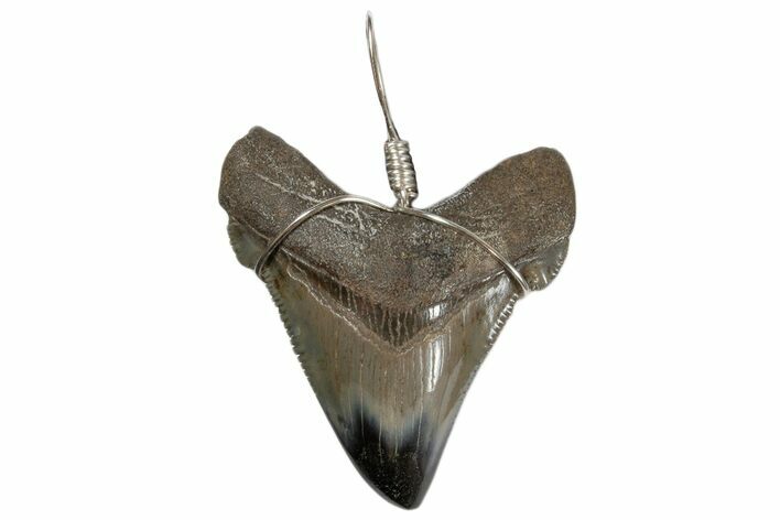 Serrated, Fossil Angustidens Shark Tooth Necklace #173886